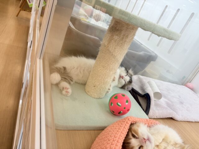 マンチカン