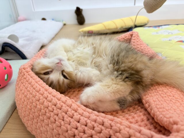 マンチカン