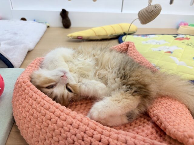 マンチカン