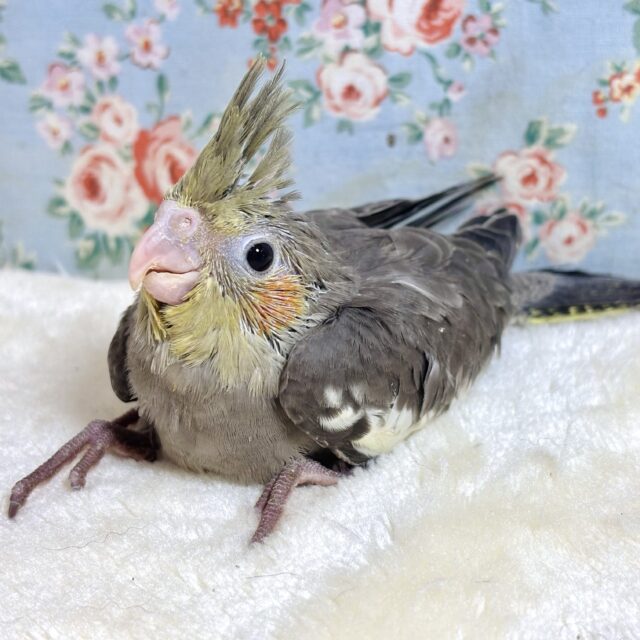 オカメインコ ノーマル 🩶( ・θ・)ノ🩶