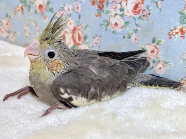 オカメインコ