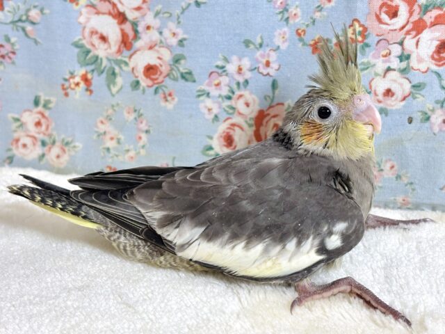 オカメインコ