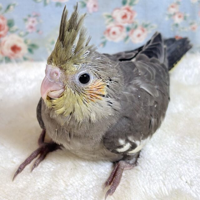 オカメインコ オカメインコ ノーマル 🩶( ・θ・)ノ🩶
