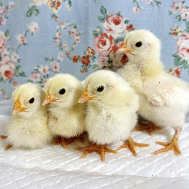 チャボちゃんず！4羽🐥🐥🐥🐥✨.ﾟ･*..☆