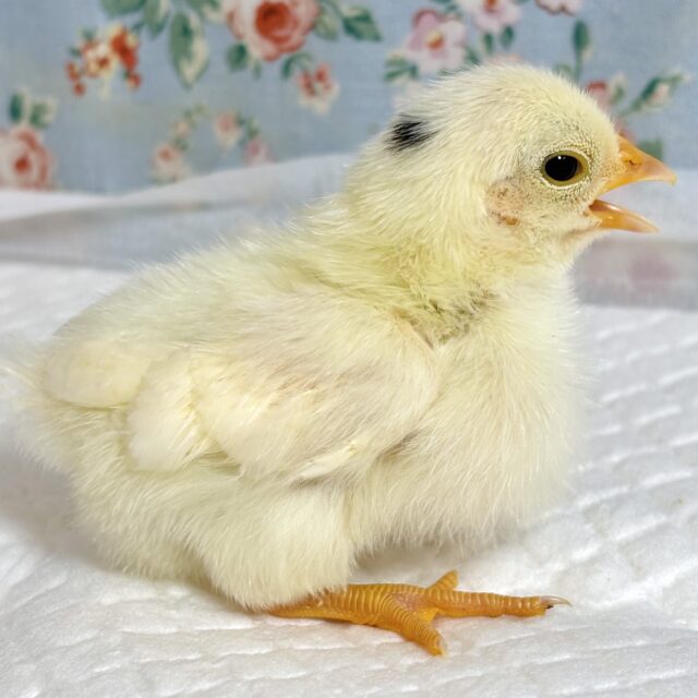 ゴイシチャボちゃんず！4羽🐥🐥🐥🐥✨.ﾟ・*..☆