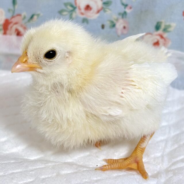 ゴイシチャボちゃんず！4羽🐥🐥🐥🐥✨.ﾟ・*..☆