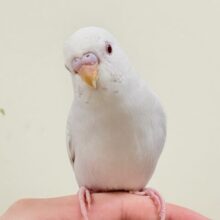 【最新画像更新🪄︎︎‪‪💫】どこから見ても美しすぎます✨️セキセイインコ（ファロー）ヒナ