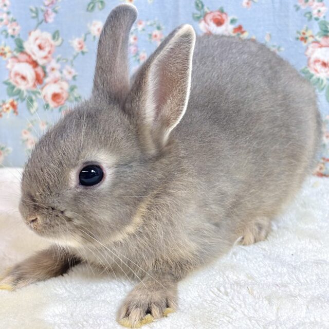 ネザーランドドワーフ