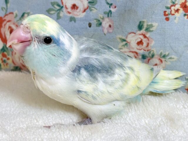 マメルリハ