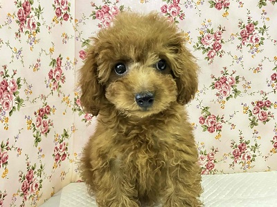 やっぱり人気！トイプードルの女のコがやって来た！