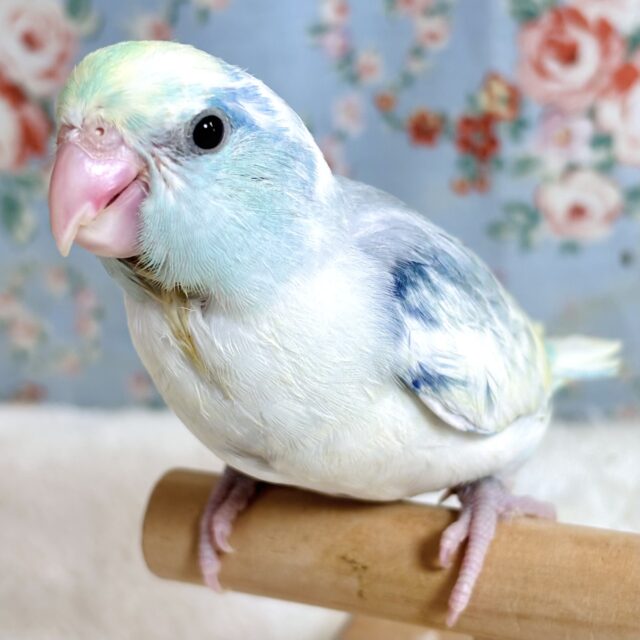 マメルリハ ターコイズヘビーパイドブルー 男の子 💛💙🎵