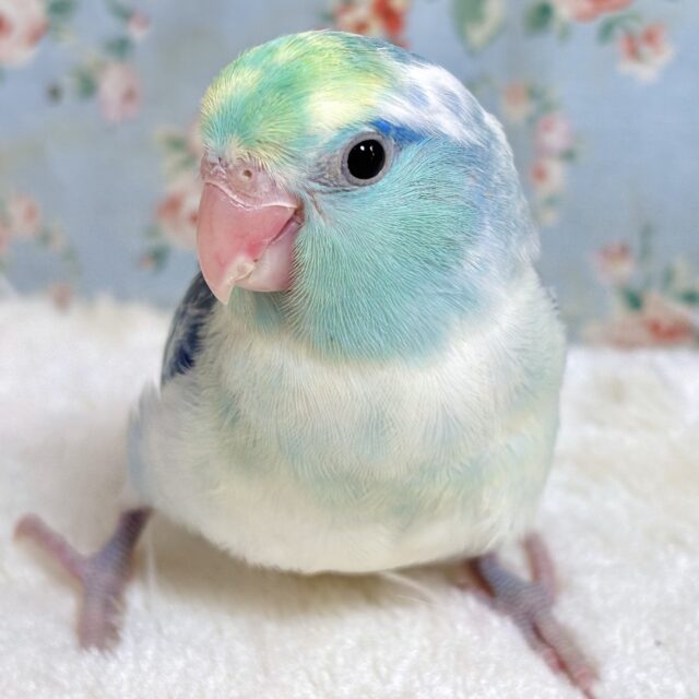 マメルリハ ターコイズミディアムパイドブルー 男の子 💙️🩵💛🌼
