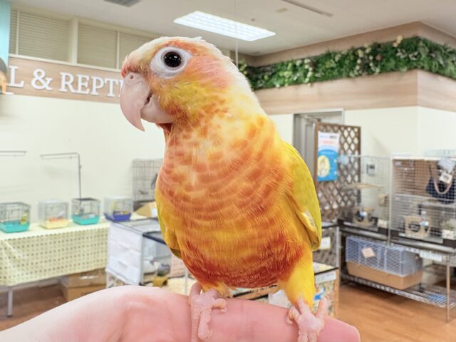 ホオミドリウロコインコ