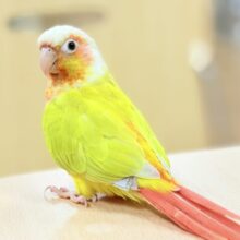 【最新画像】表情豊かで癒される🫧ホオミドリウロコインコ（サンチーク）ヒナ