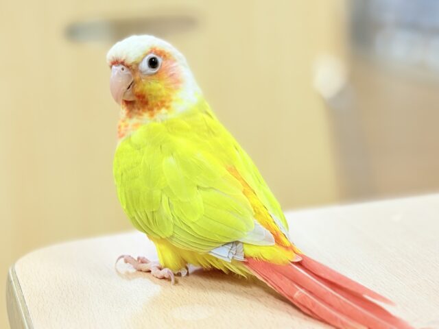 【最新画像】表情豊かで癒される🫧ホオミドリウロコインコ（サンチーク）ヒナ