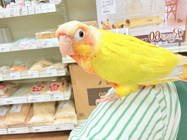 ホオミドリウロコインコ