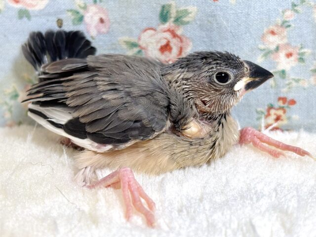 桜文鳥