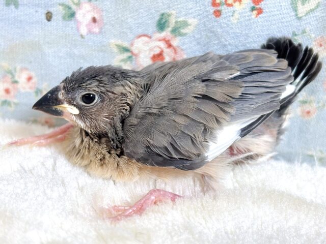 桜文鳥