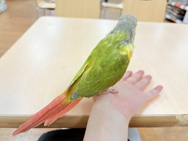 最新画像】カラフルかわいい甘えんぼう🍍✨ホオミドリウロコ