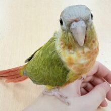 【最新画像】カラフルかわいい甘えんぼう🍍✨ホオミドリウロコインコちゃん(パイナップル)