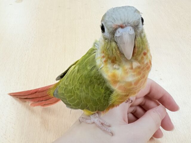 【最新画像】カラフルかわいい甘えんぼう🍍✨ホオミドリウロコインコちゃん(パイナップル)