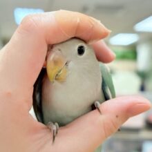 【最新画像更新🪄︎︎💫】大人っぽくなったかな？💚💙コザクラインコ（ブルーチェリー）