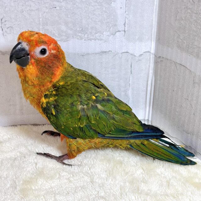 コガネメキシコインコ