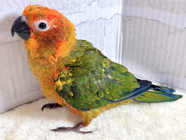 コガネメキシコインコ