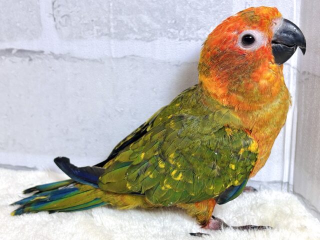 コガネメキシコインコ