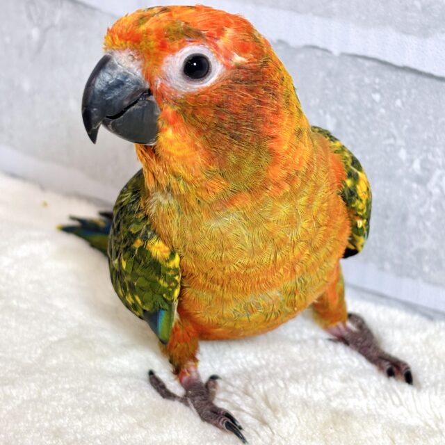 コガネメキシコインコ 🧡🌻*.ﾟ