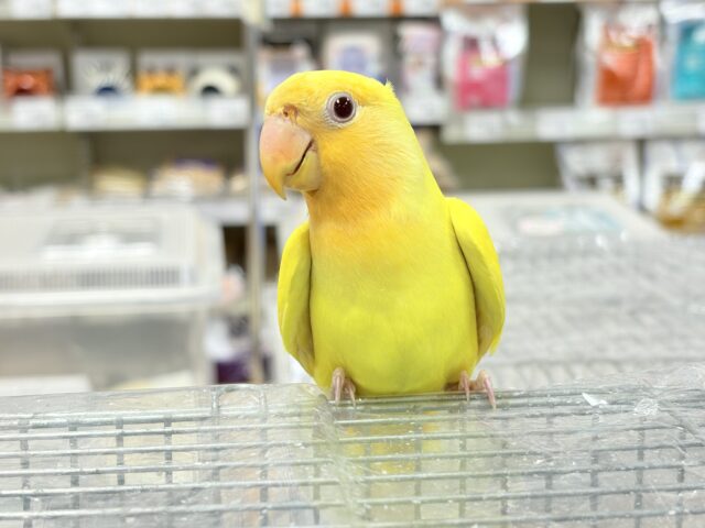 コザクラインコ（小桜インコ）
