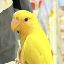 【最新画像更新🪄︎︎‪‪💫】ひまわりのような眩しさ🌻💛🧡コザクラインコ（オレンジフェイスルチノー）