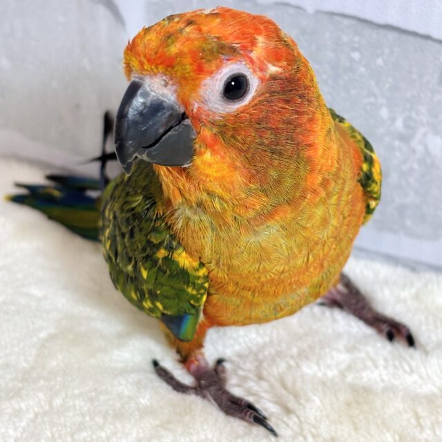 コガネメキシコインコ