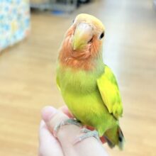 【最新画像】愛嬌たっぷり💛カラフルなコザクラインコちゃん（タイガーチェリー）