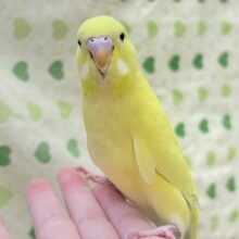 【最新画像更新🪄︎︎‪‪💫】キラキラ輝く✨黄色いジャンボセキセイインコちゃん（ダブルファクター）