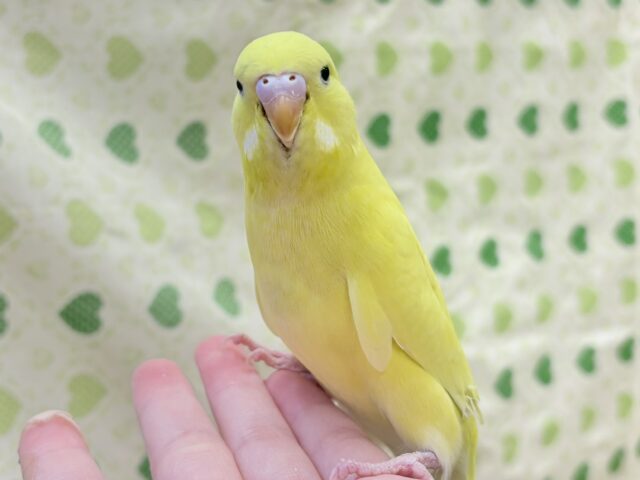 【最新画像更新🪄︎︎‪‪💫】キラキラ輝く✨黄色いジャンボセキセイインコちゃん（ダブルファクター）