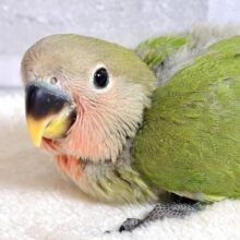 コザクラインコ  ノーマル  🍀🍊𓂃⟡.·