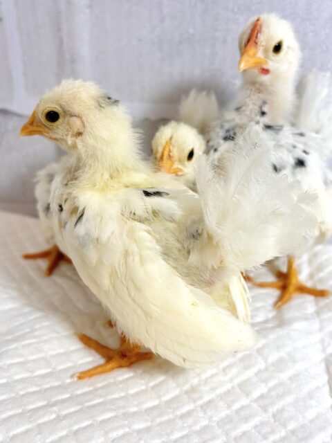 ゴイシチャボちゃんず！4羽🐥🐥🐥🐥✨.ﾟ・*..☆