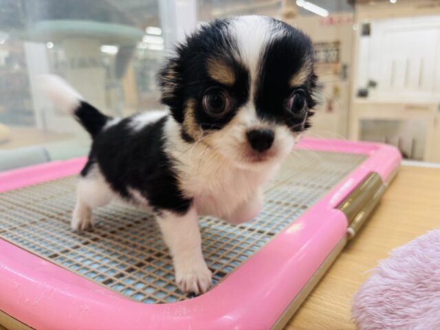 チワワ