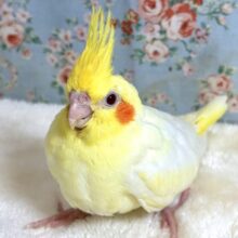 オカメインコ  ルチノー   💛🍋🧡