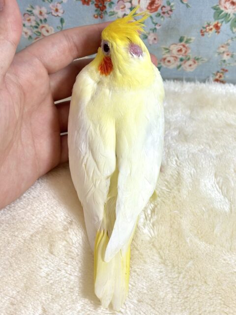 オカメインコ