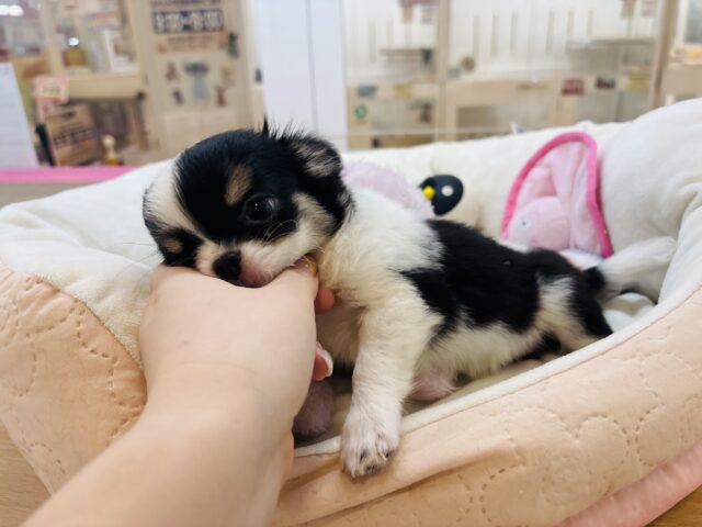 チワワ