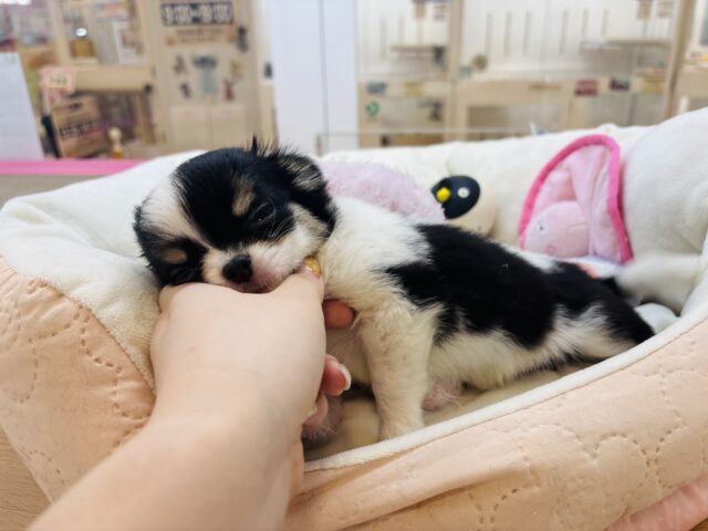 チワワ