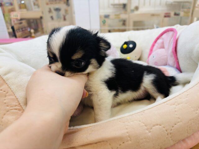 チワワ