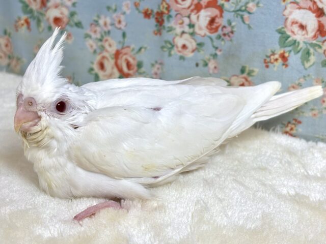 オカメインコ