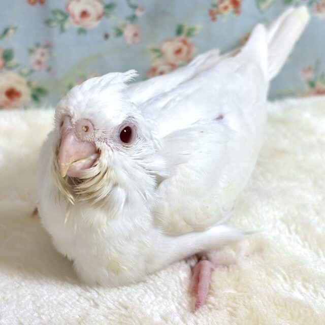 オカメインコ ピュアホワイト ‎🤍🪽✧*