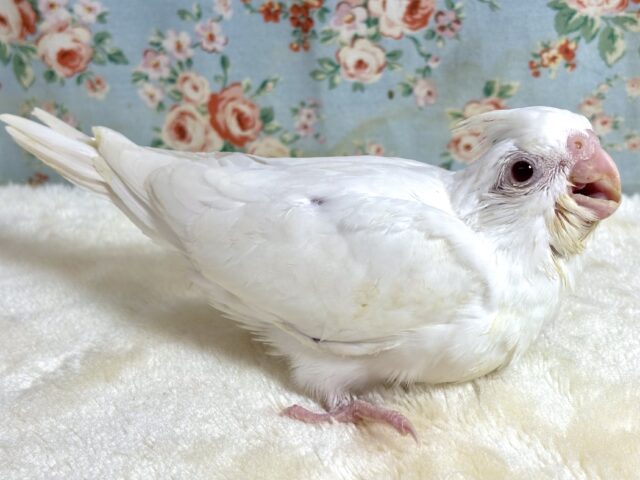 オカメインコ