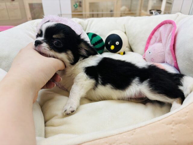 チワワ