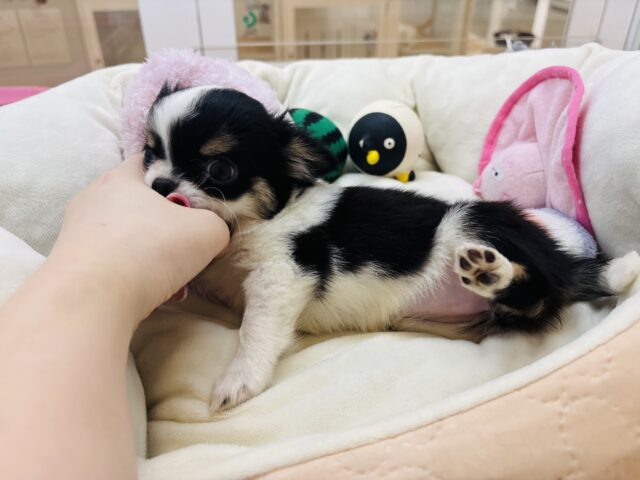チワワ