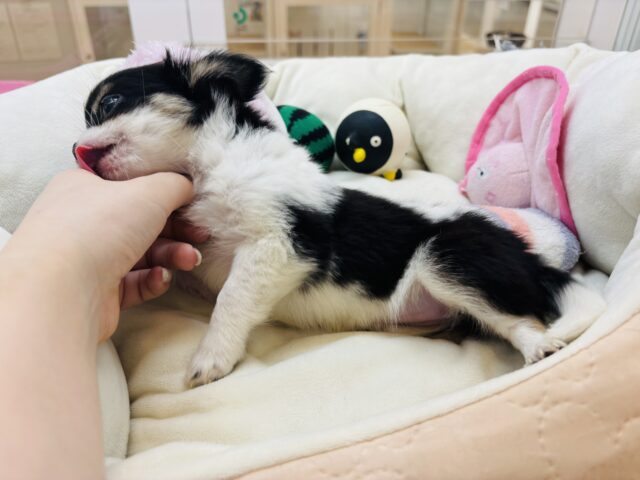 チワワ